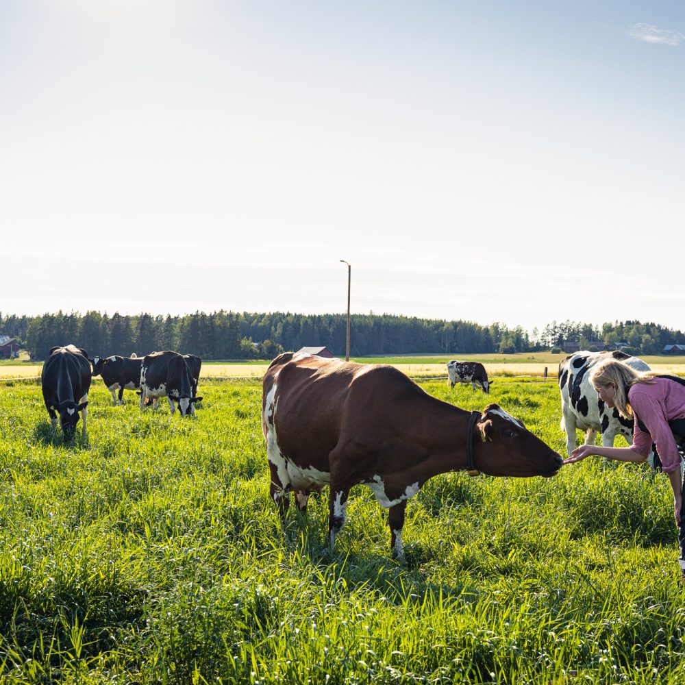 Kuvassa useita lehmiä kesäisellä laitumella. Yksi nainen ojentaa kättä lehmälle.